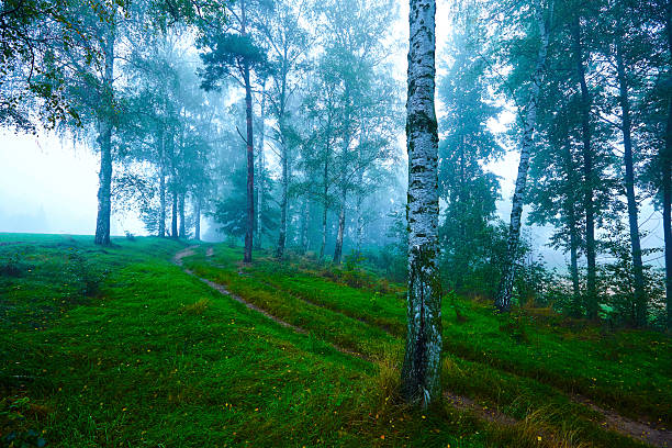 Misty morning in a Norwegian birch forest